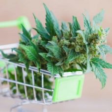 buy weed online Toronto